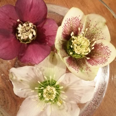 Huntley hellebores