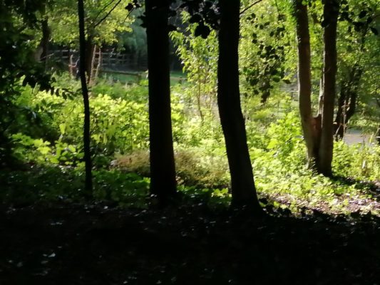 Hidden Huntley woodland