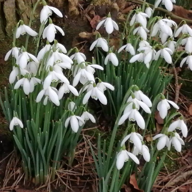 Huntley snowdrops