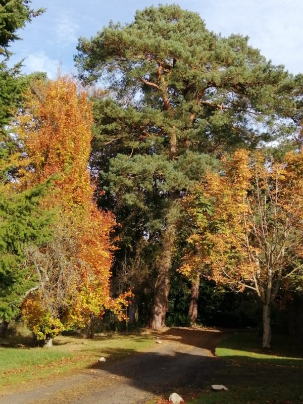 Huntley Autumn